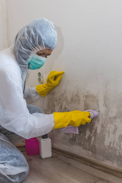 Best Mold Damage Restoration  in Wrightstown, WI